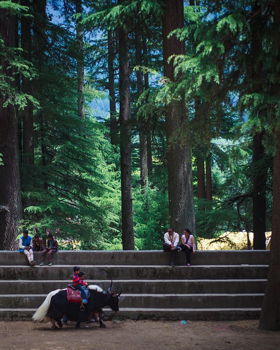 shimla couple tour from chandigarh